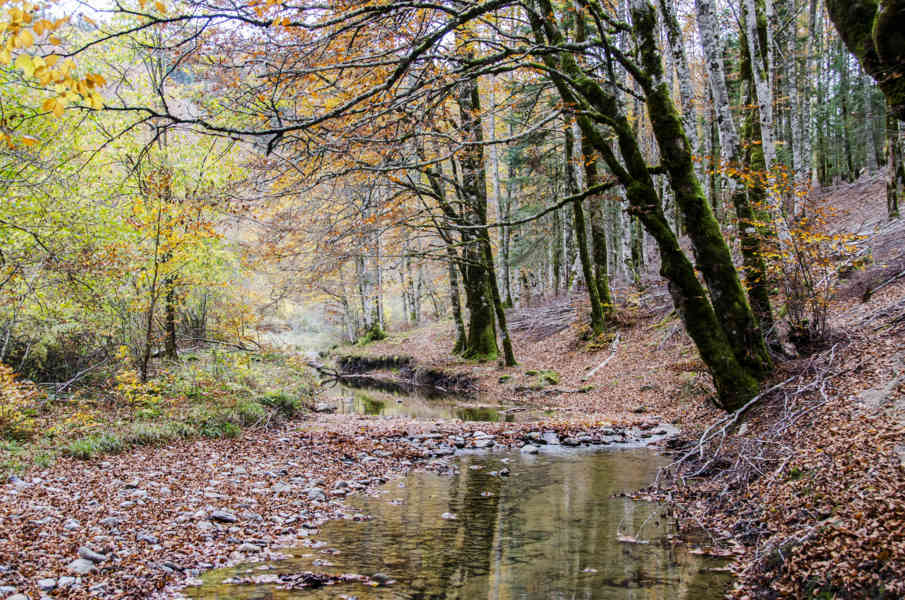 Comunidad Foral de Navarra 052 - Selva de Irati.jpg